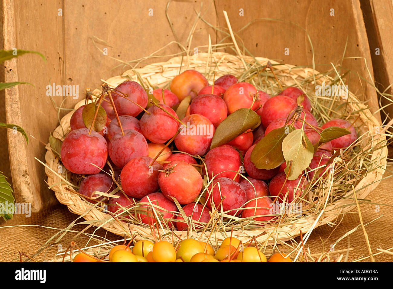 Pommier Mcintosh Italie Banque D'Images