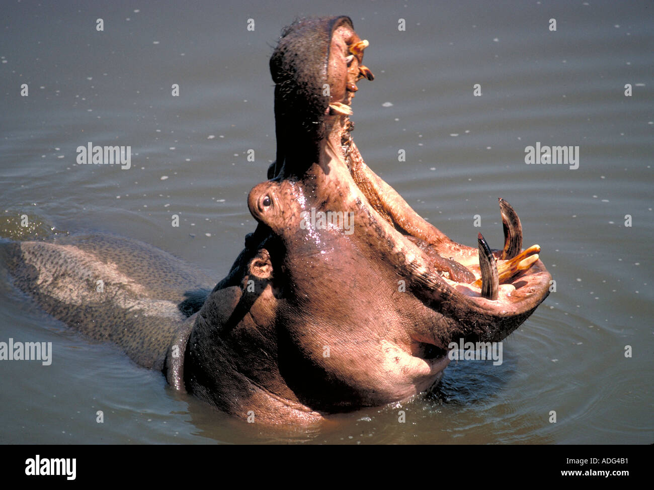 Le bâillement Hippopotamus Hippopotamus amphibius South Luangwa National Park en Zambie Banque D'Images