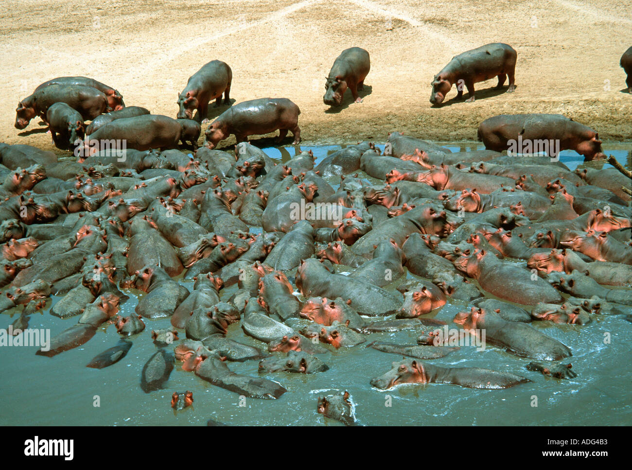 Hippopotamus Hippopotamus amphibius entassés dans compte à la fin de la saison sèche Luangwa National Park en Zambie Banque D'Images