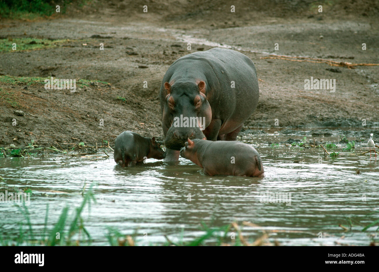 Avec deux veaux d'hippopotame Hippopotamus amphibius Parc national Queen Elizabeth en Ouganda Banque D'Images