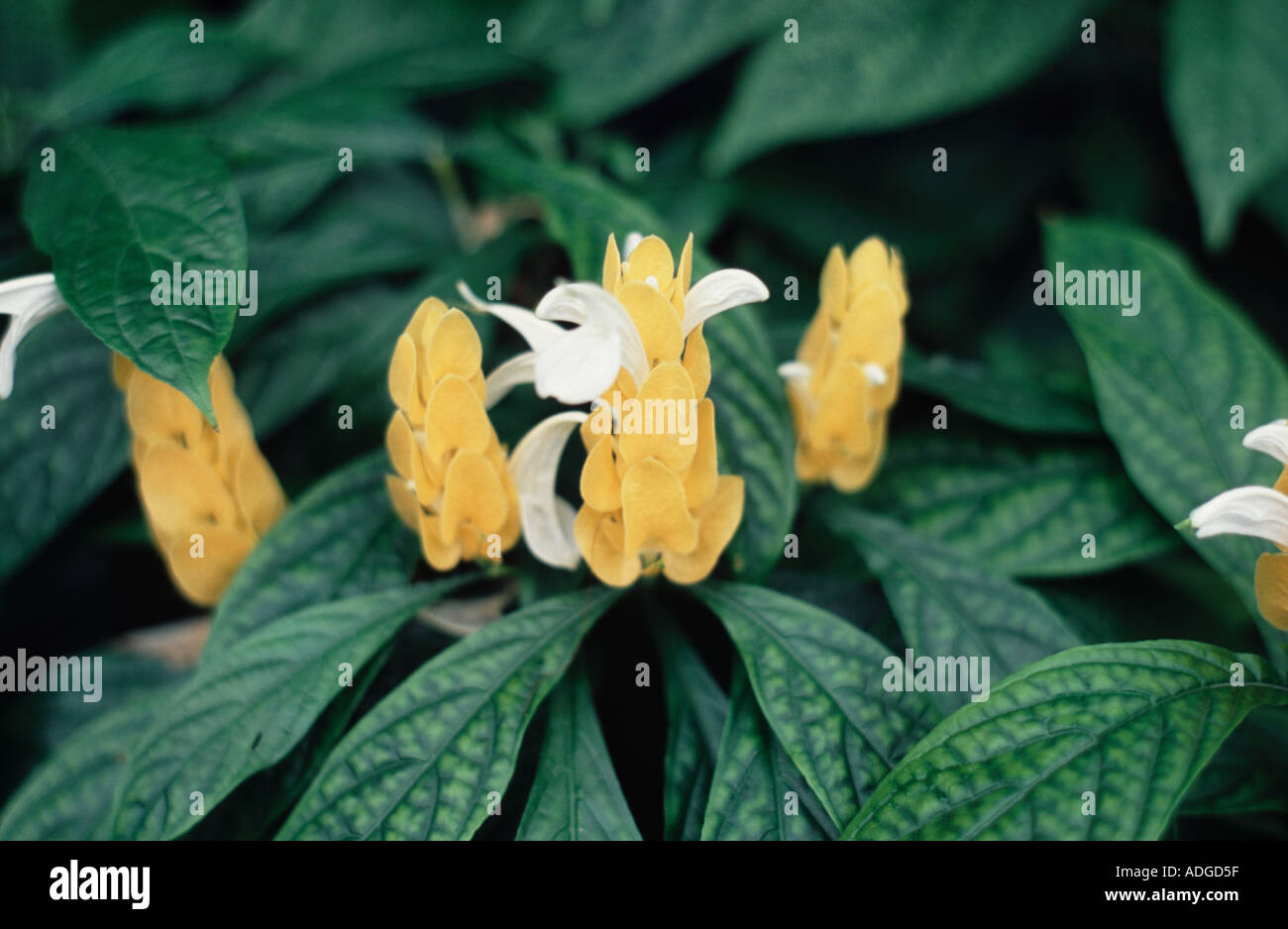 Pachystachys Lutea du Pérou Kew Gardens Surrey, UK Banque D'Images