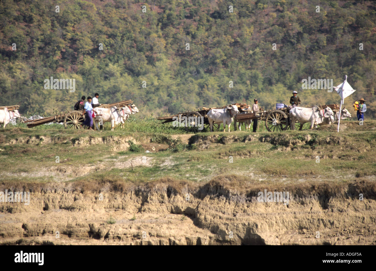 Chars à bœufs qui travaillent le long de la rive de la rivière Irrawaddy Myanmar Birmanie Banque D'Images
