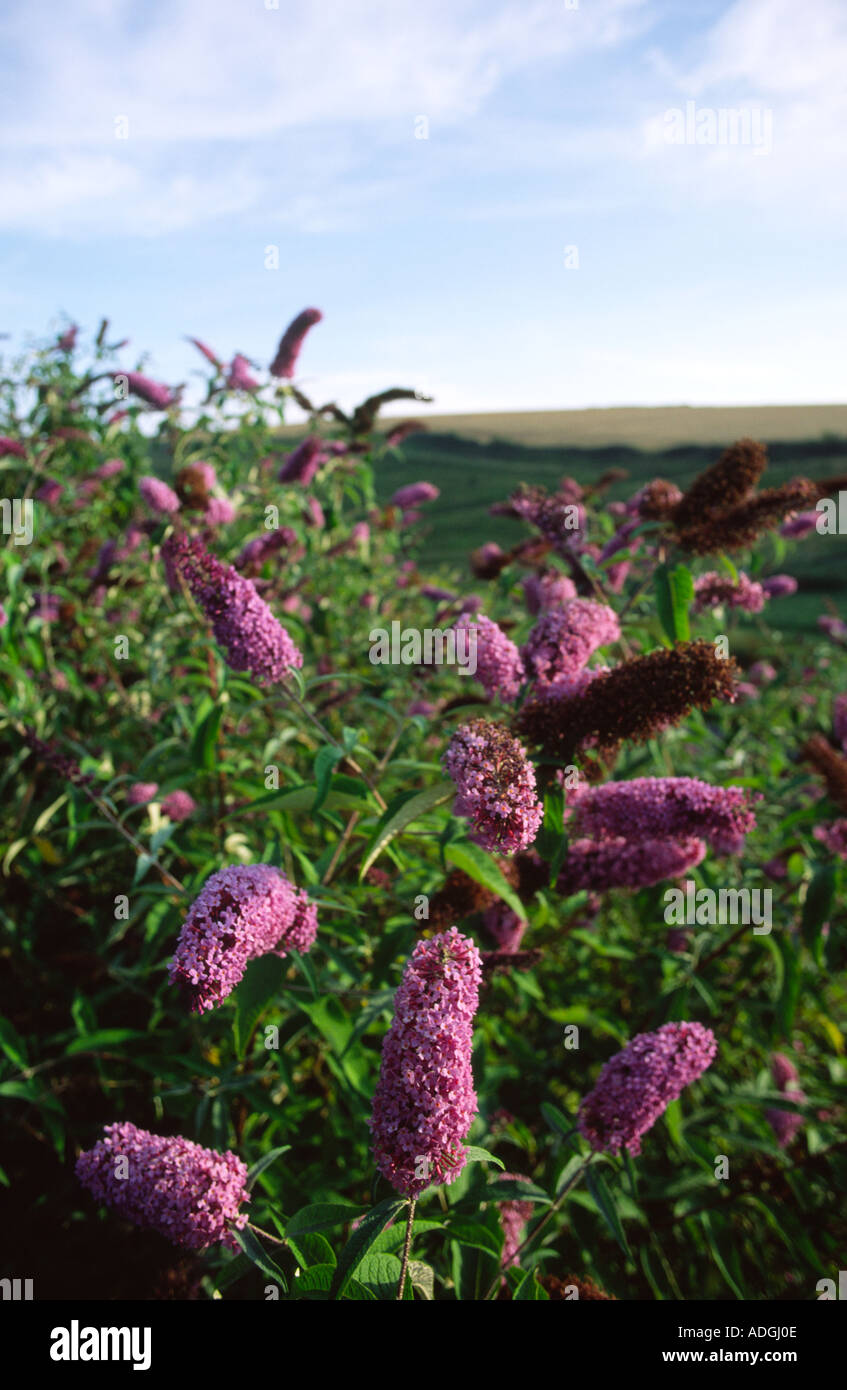 Buddleia ont fleurs odorantes qui sont attrayants pour les papillons Banque D'Images