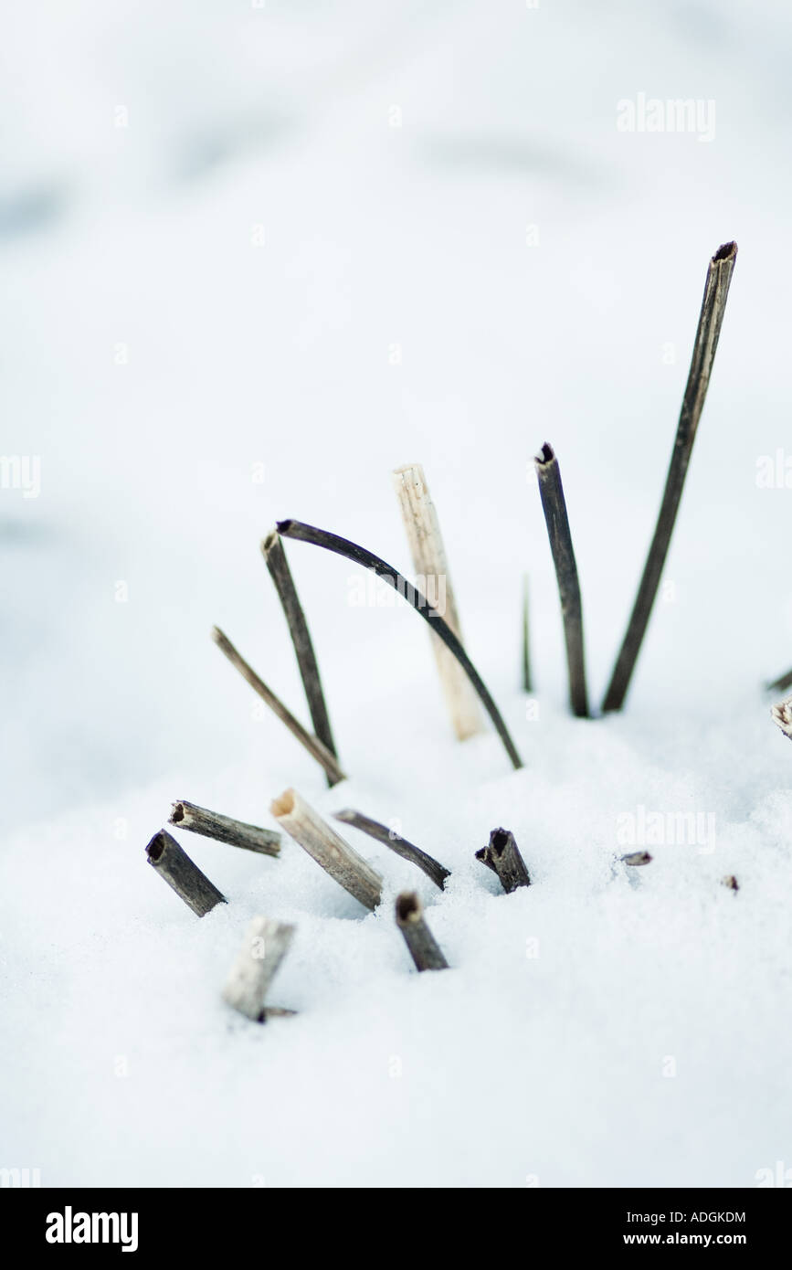 Des tiges de plantes mortes émergeant de la neige Banque D'Images