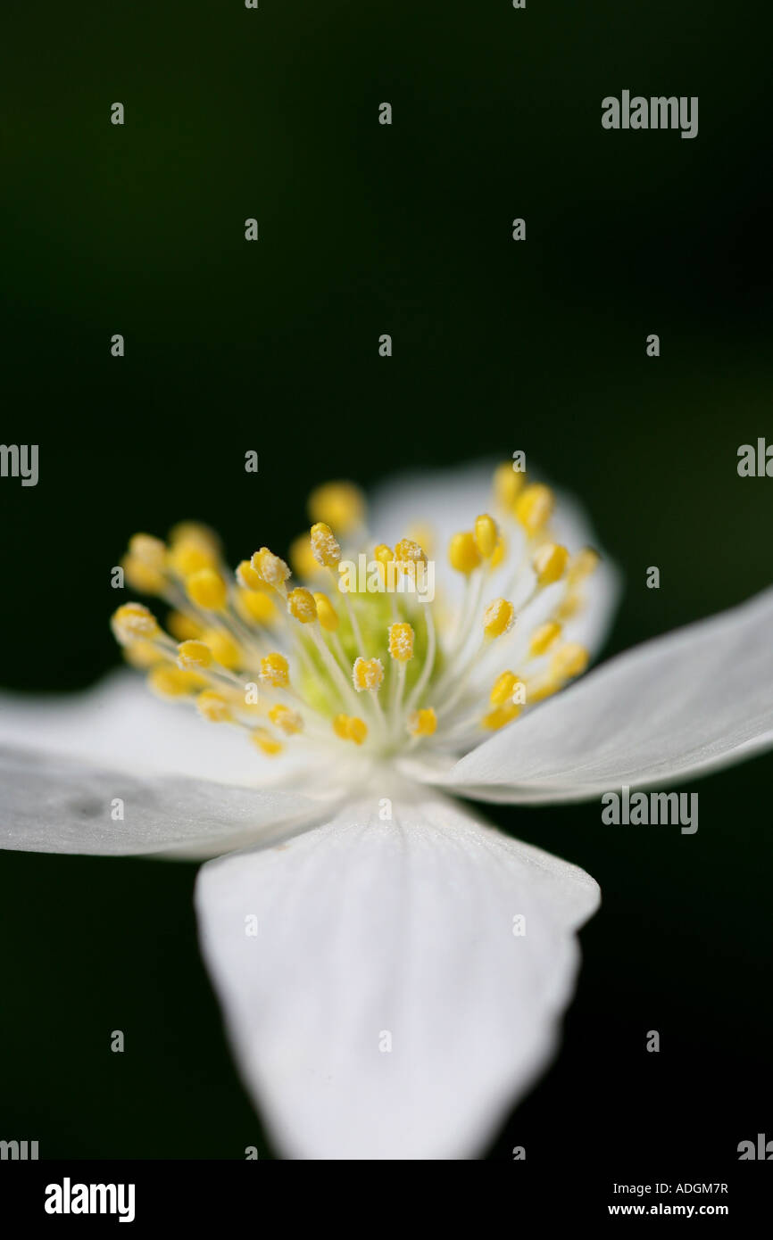 Anémone des bois (Anemone nemorosa) flower Banque D'Images