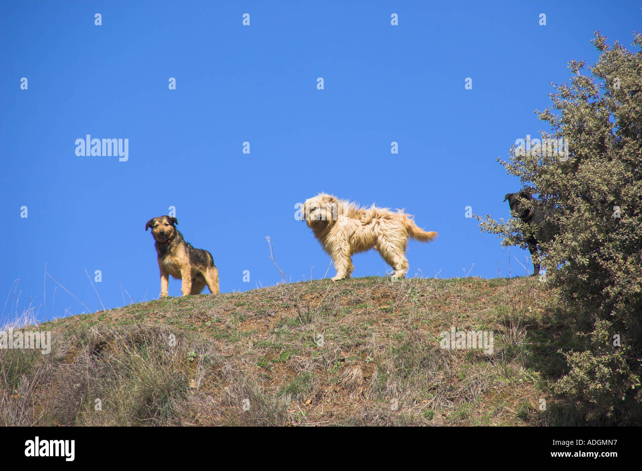 Europe Espagne Andalousie Sierra Nevada chiens Banque D'Images