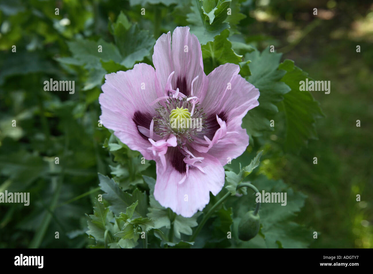 Grande mauve fleur de pavot à opium (Papaver somniferum), Hampshire en  Angleterre Photo Stock - Alamy