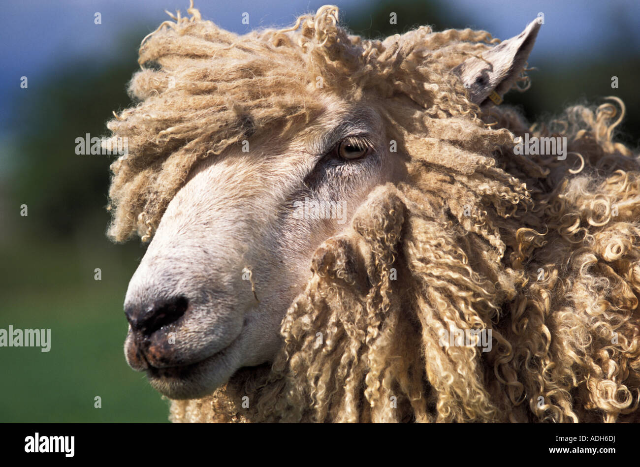 Le 'Lion' Cotswold race de moutons, Gloucestershire, Royaume-Uni Banque D'Images