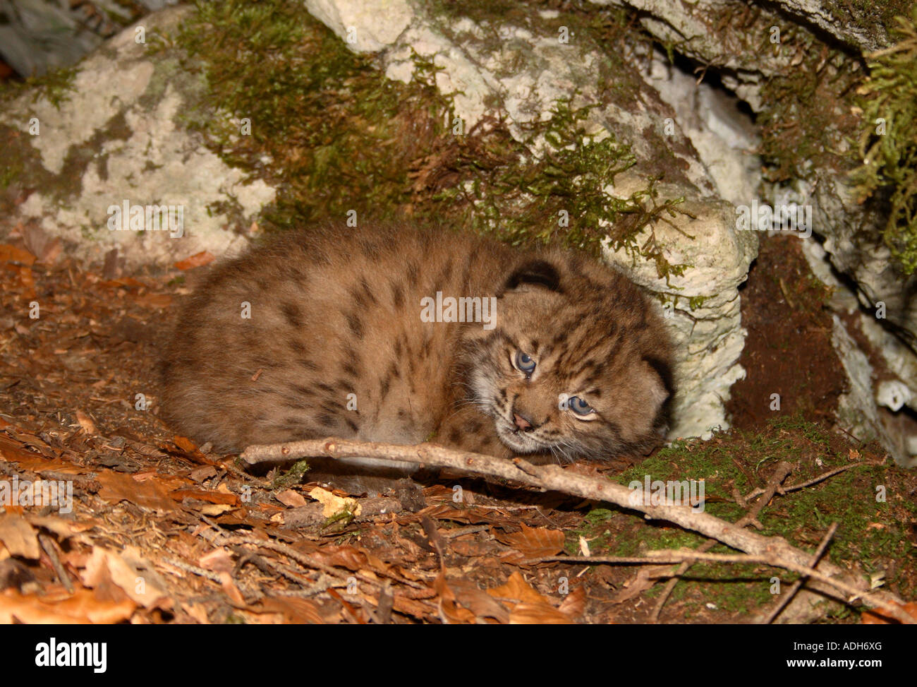 Wild lynx eurasien cub dans un repaire en forêt Dinarique sur frontière croato-slovène Banque D'Images