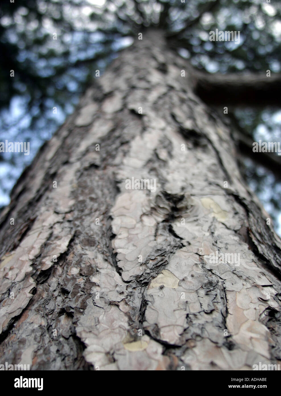 Tronc d’arbre Banque D'Images