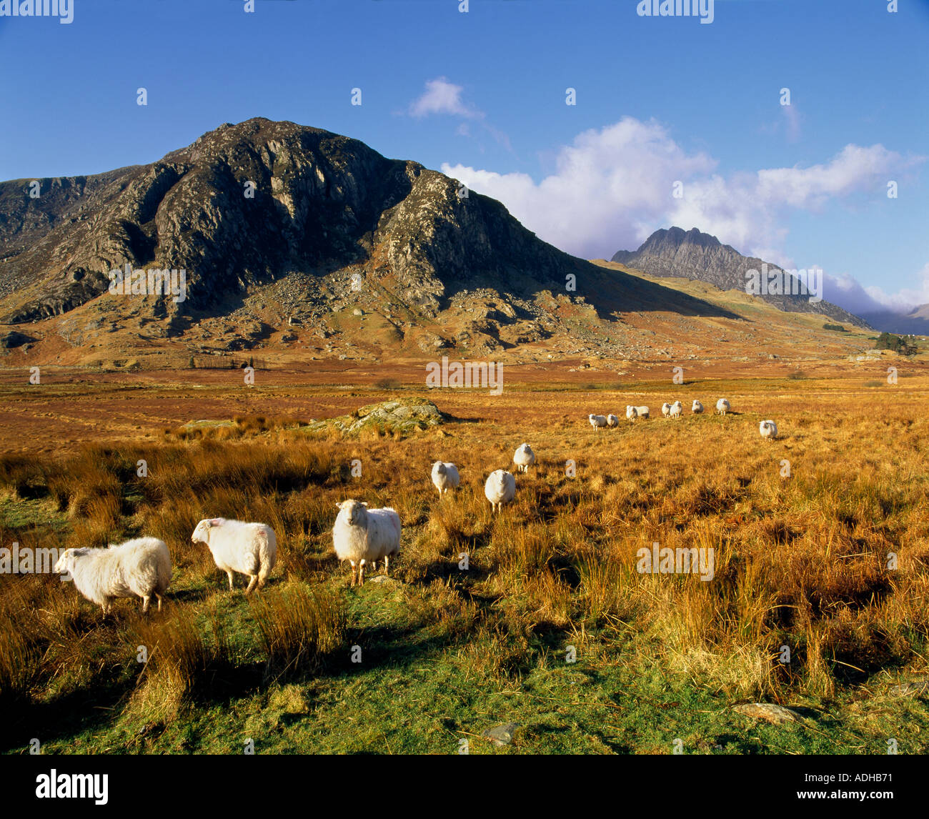 Tryfan Mountain Dyffryn Ogwen et Gallt yr Ogof Gwynedd Snowdonia PA Banque D'Images