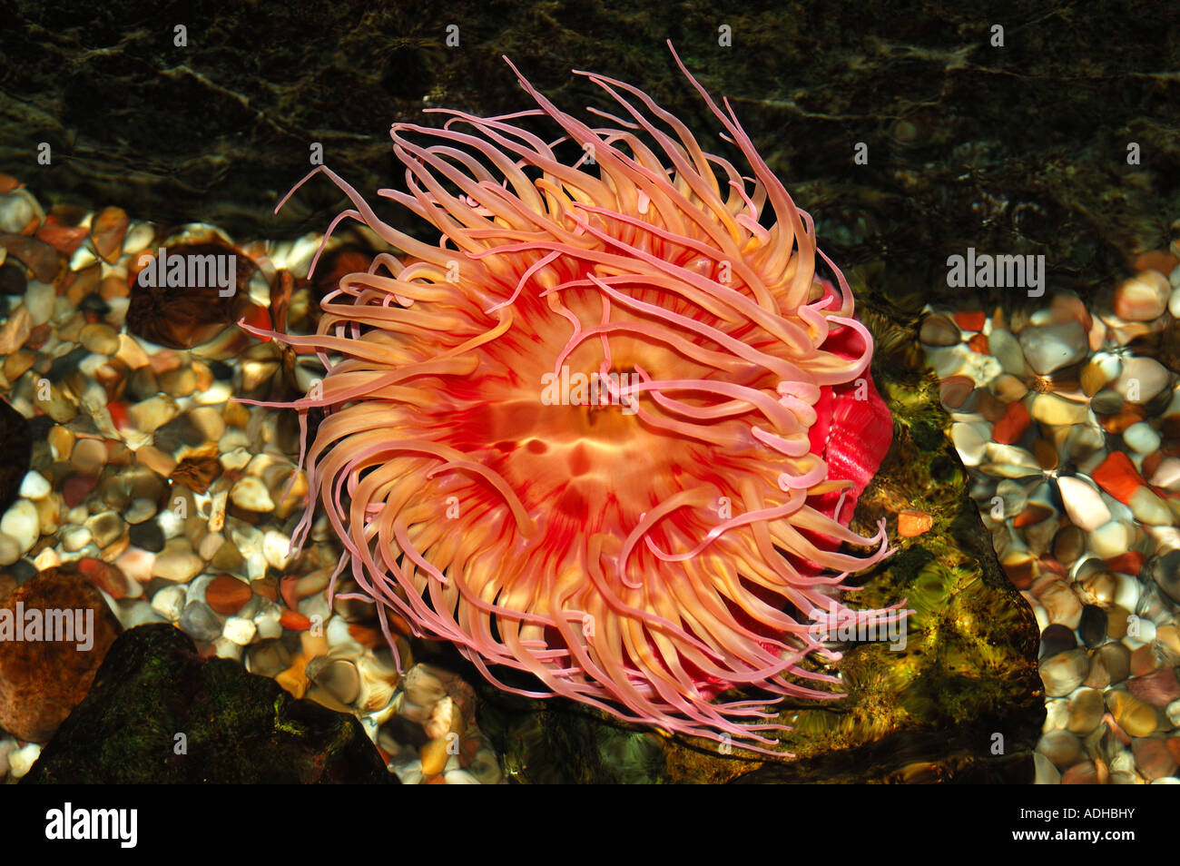 Une anémone de mer (Actiniaria cnidarians) montrant son corps coloré. Banque D'Images