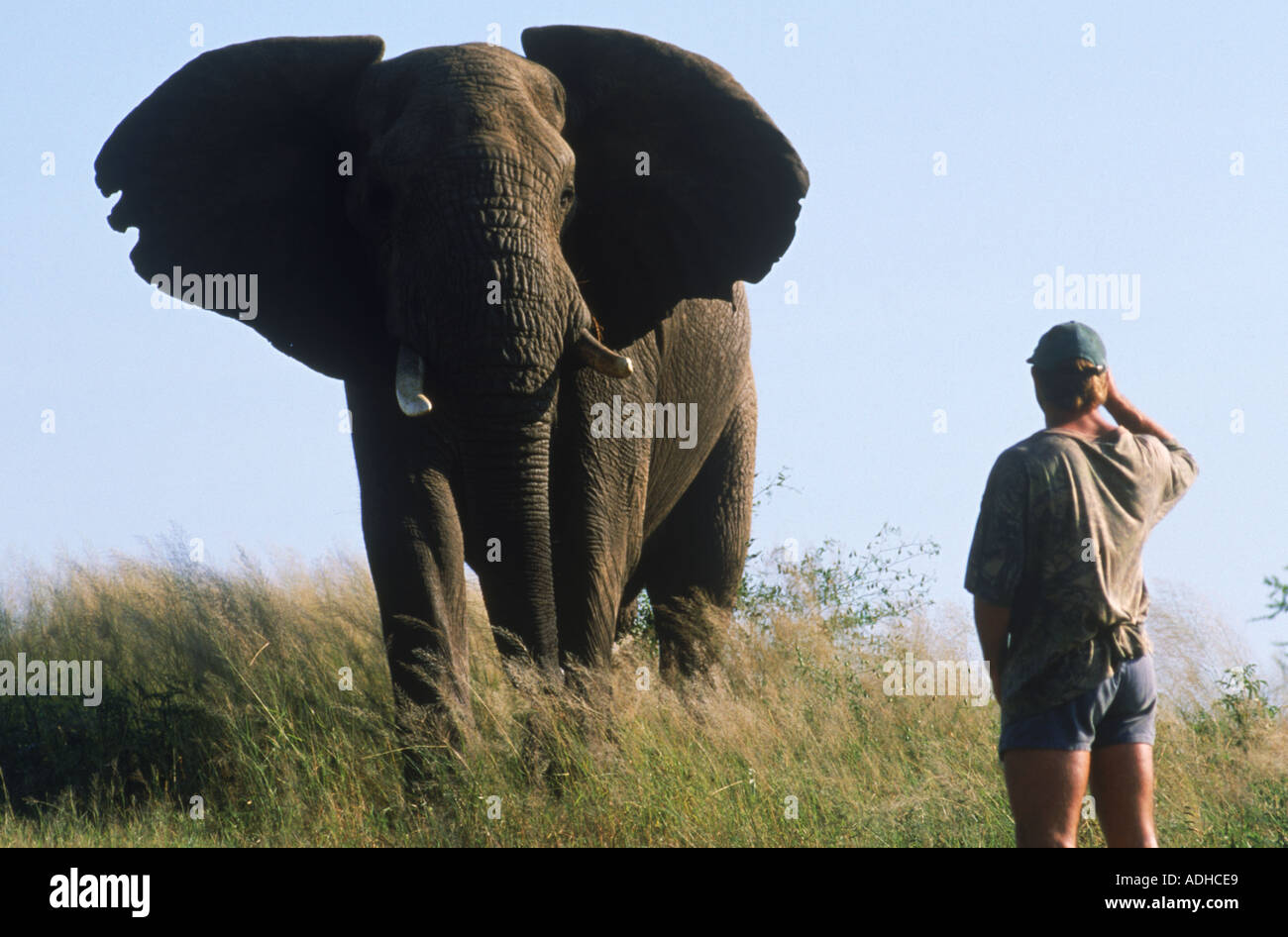 L'éléphant en colère face à l'homme en Afrique Banque D'Images