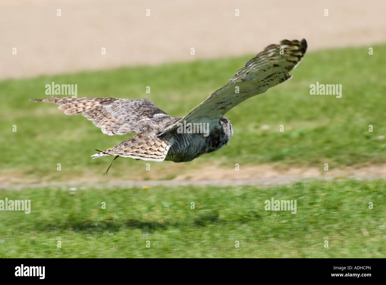 Grand-duc d'Amérique (Bubo virginianus ) en vol Banque D'Images