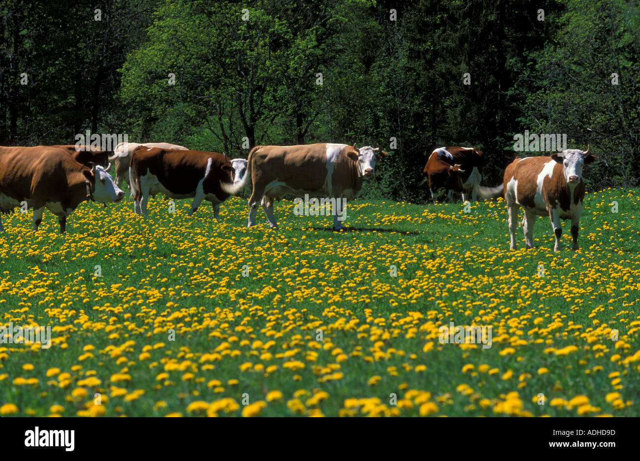 Les vaches de race Simmental le pâturage dans le pré avec pissenlits Kiental Alpes Bernoises Oberland bernois Suisse Banque D'Images