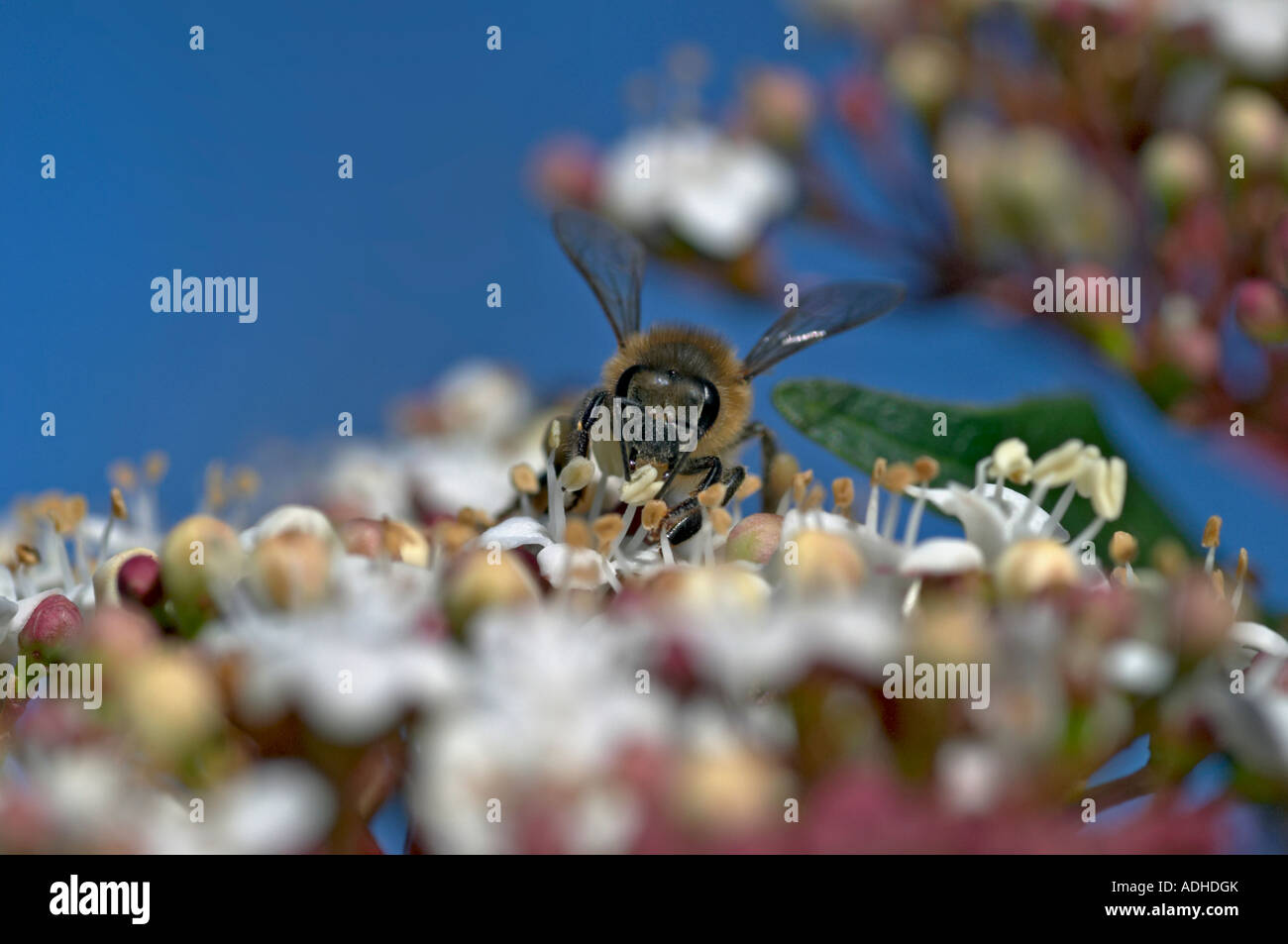 L'abeille Apis mellifera européenne la collecte de nectar Banque D'Images