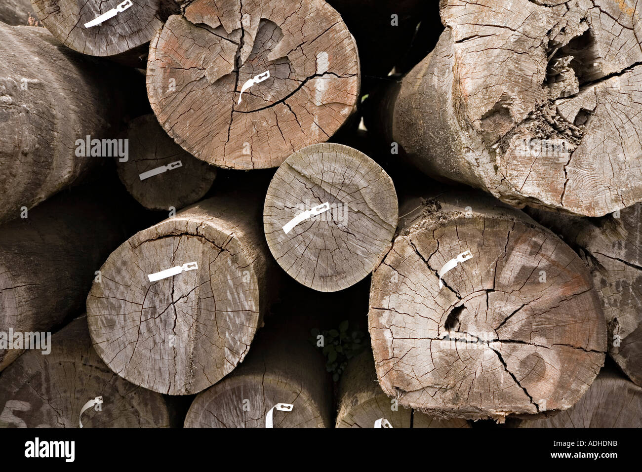 Pile de journaux d'unsawn avec grain fin se fissure et se divise en plein air Pays de Galles UK assaisonnement Banque D'Images