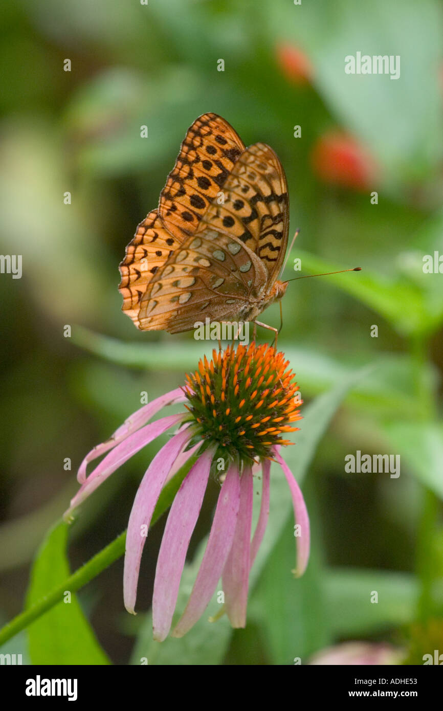 Great Spangled Fritillary Speyeria cybele papillon sur une fleur pourpre Echinecea purpurea Banque D'Images