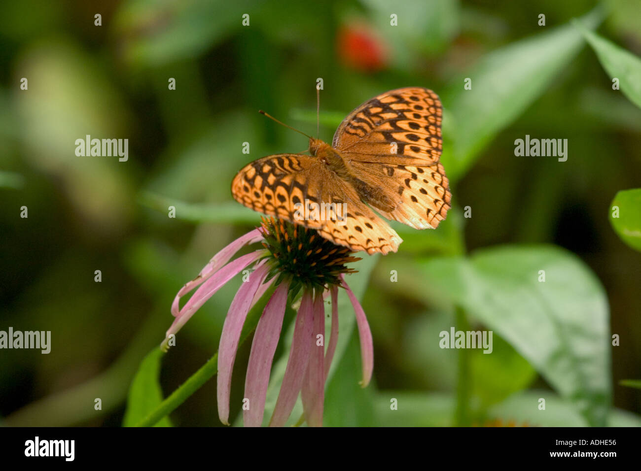 Great Spangled Fritillary Speyeria cybele papillon sur une fleur pourpre Echinecea purpurea Banque D'Images