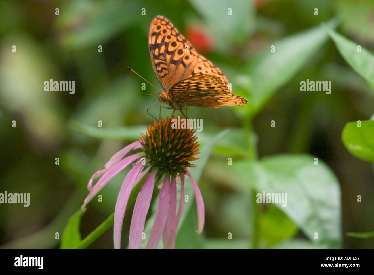 Great Spangled Fritillary Speyeria cybele papillon sur une fleur pourpre Echinecea purpurea Banque D'Images