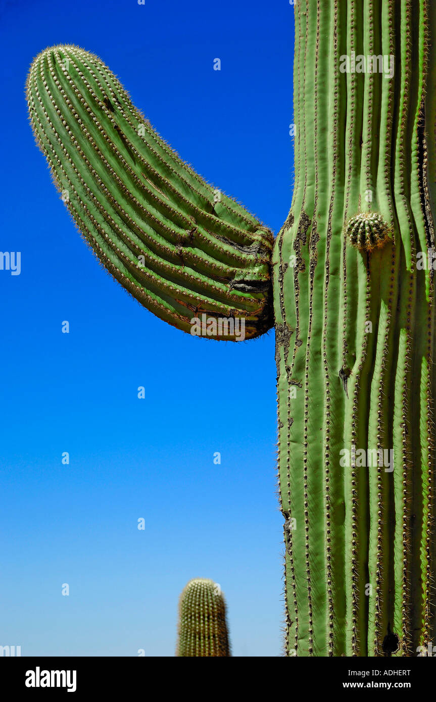 Vue détaillée d'un Saguaro cactus poussant dans le Parc National de Saguaro, près de Tucson, Arizona USA Banque D'Images