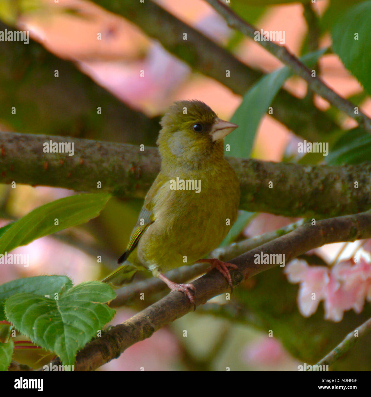Cygne tuberculé juvénile se percher dans Cherry Tree in Garden à Alsager Cheshire Angleterre Banque D'Images