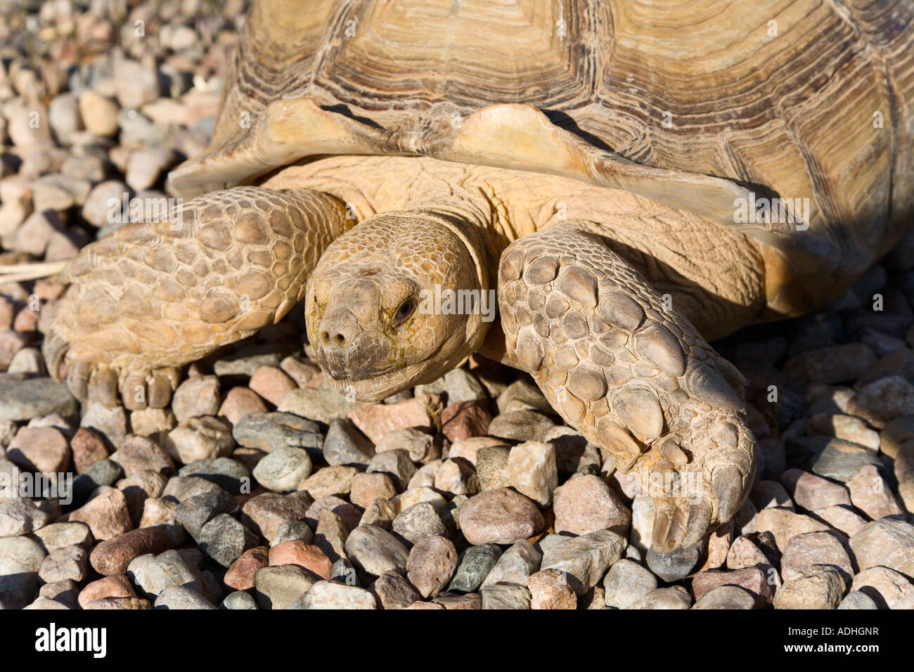 Tortue sillonnée close up sur le gravier Banque D'Images