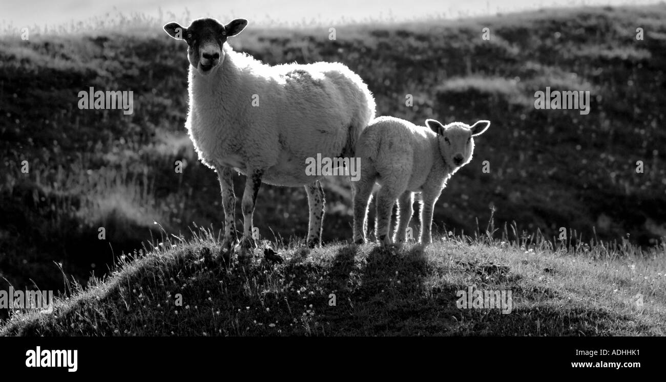 Mouton, Chillerton Down, île de Wight, Angleterre, Royaume-Uni, GO. Banque D'Images Mouton, Chillerton Down, île de Wight, Angleterre, Royaume-Uni, GO. Banque D'Images