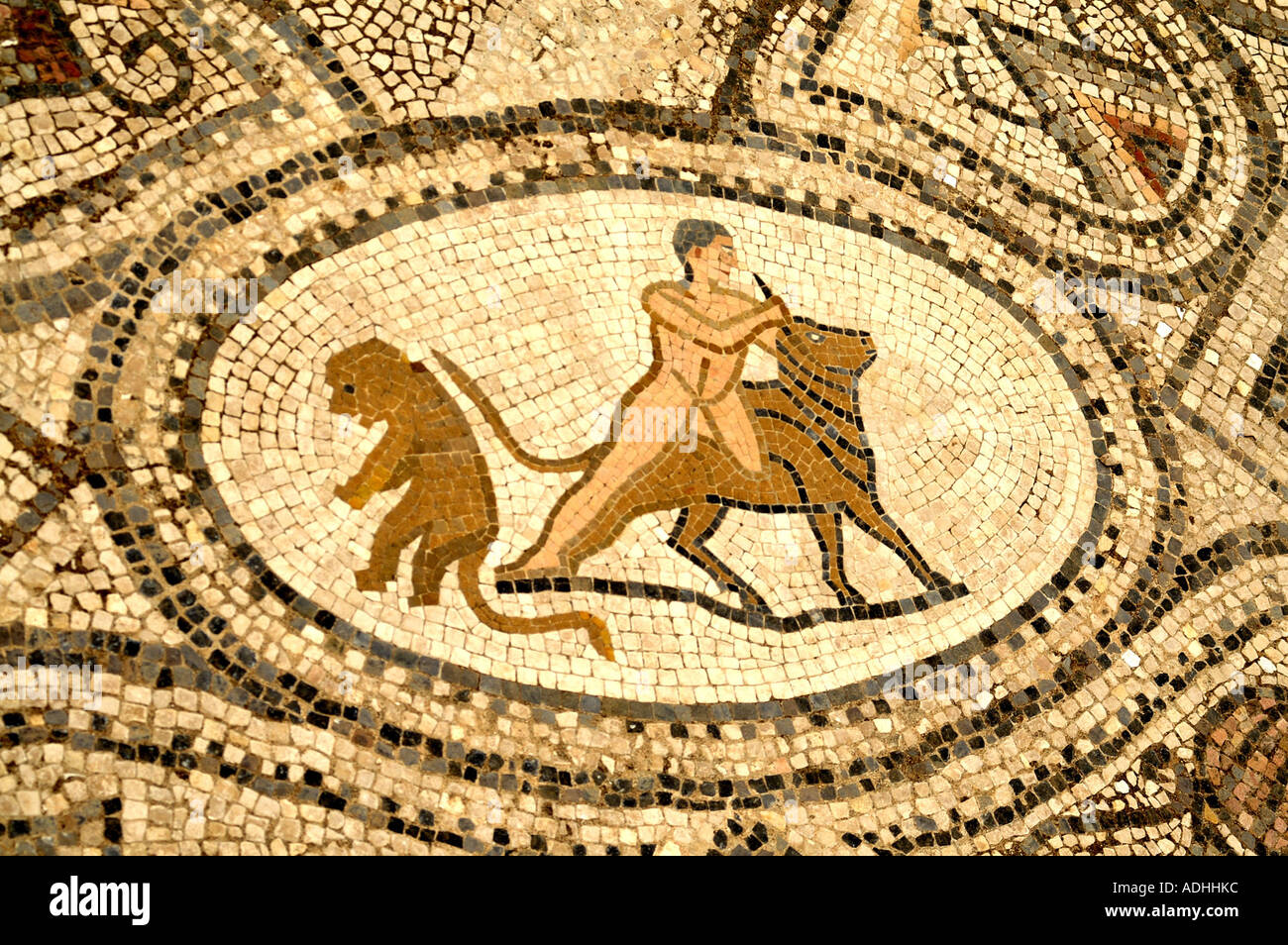 Mosaïque dans l'ancienne ville romaine de Volubilis Zerhoun Maroc Massif Banque D'Images