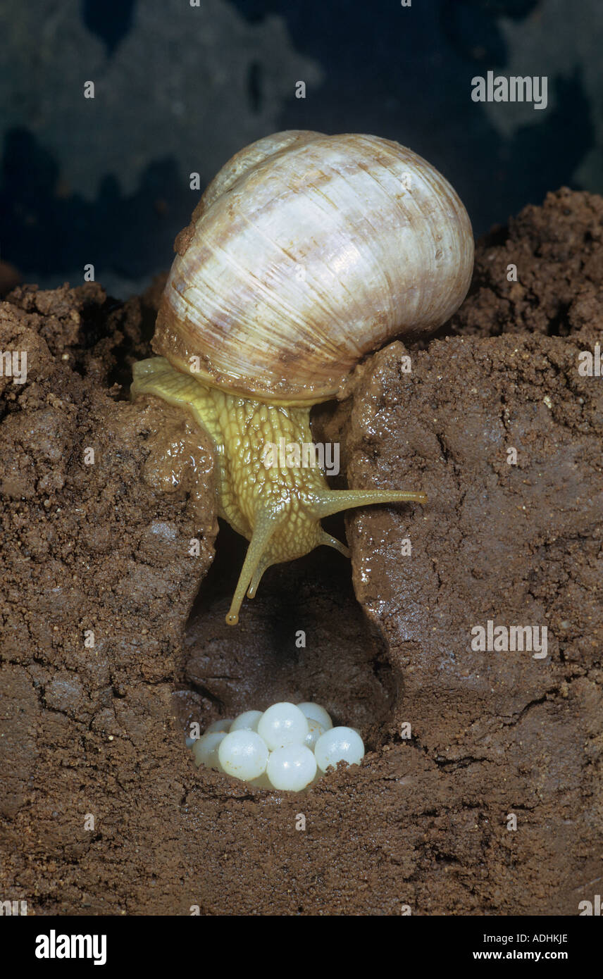 Escargot romain, les escargots, les escargots (Helix pomatia) pondre des œufs. Allemagne Banque D'Images