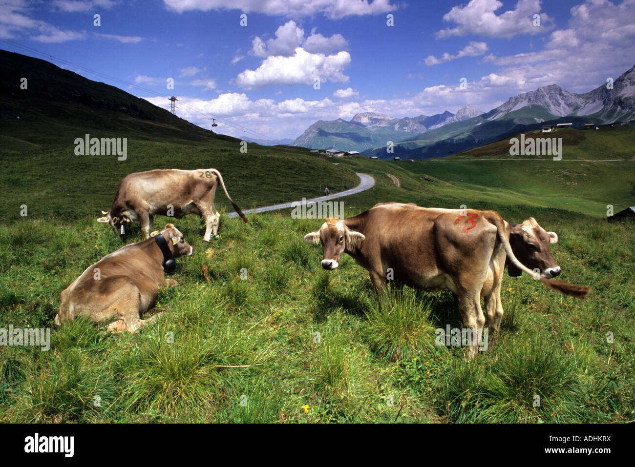 Avec des cloches de vaches paissant sur les alpages au-dessus de la station d'Arosa, près de Brig, Suisse. Banque D'Images