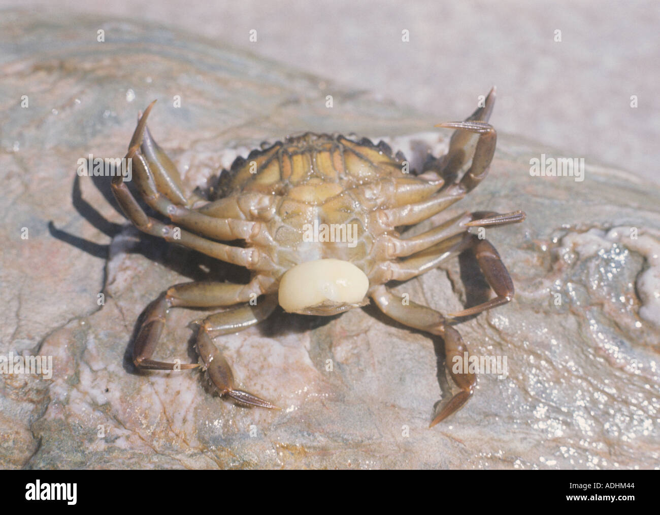 La masse des oeufs de sac barnacle Sacculina carcini sous l'abdomen du crabe Carcinus maenas il a parasité Banque D'Images