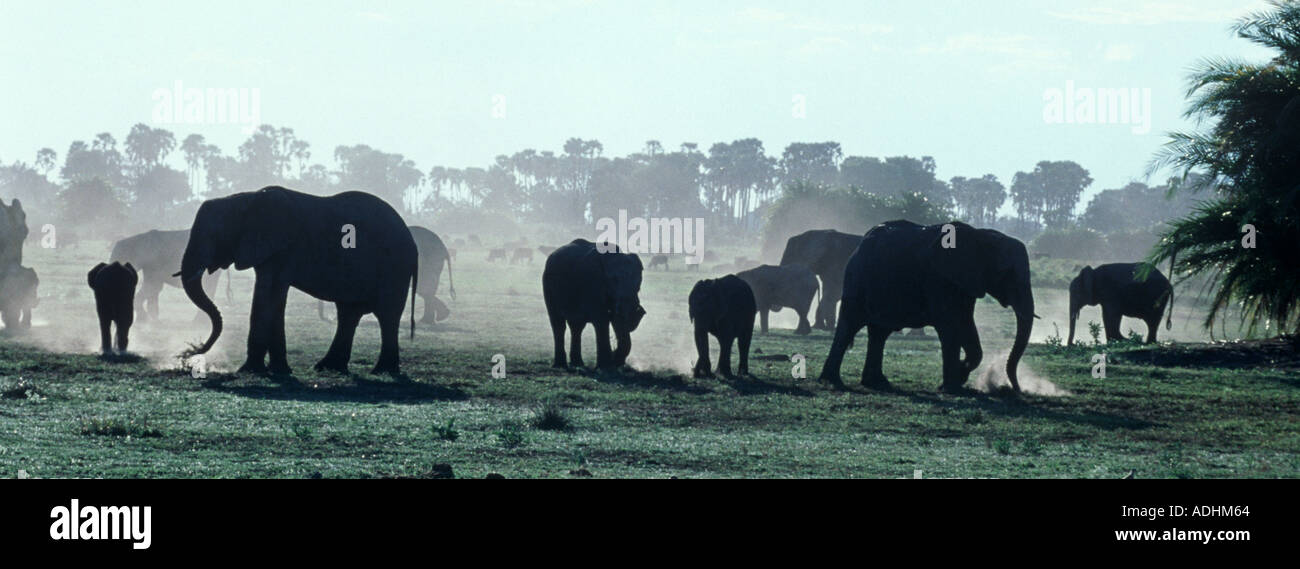 Troupeau d'éléphants d'Afrique Loxodonta africana de la poussière des coups qu'ils se nourrissent à la fin de la journée, Delta de l'Okavango au Botswana Banque D'Images