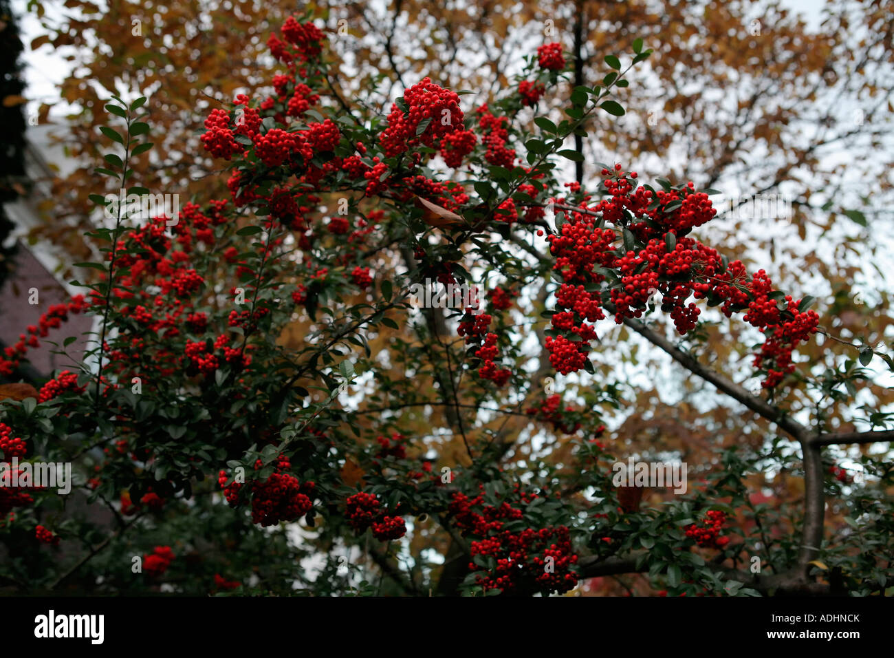 Arbre d'automne avec des baies Banque D'Images