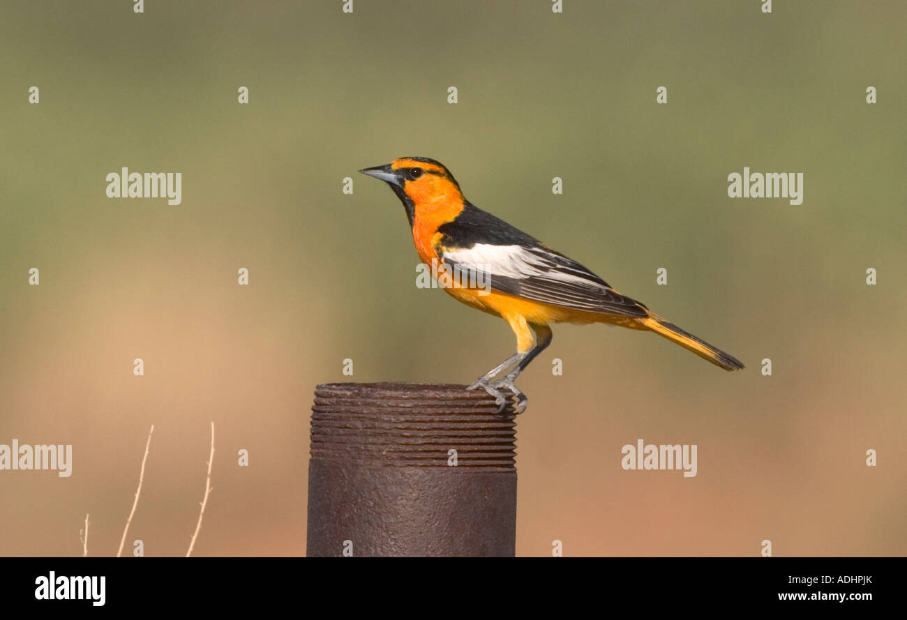 Oriole Icterus bullockii Bullock s Milensand Nouveau Mexique États-Unis 12 mâles adultes peuvent Icteridés Banque D'Images