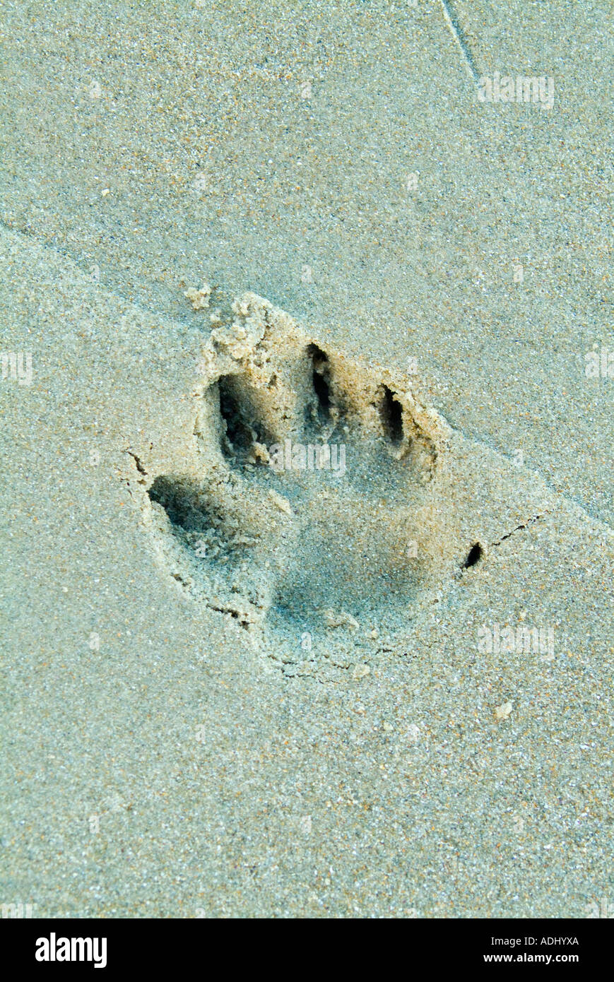 Dog Footprints in sand Banque D'Images