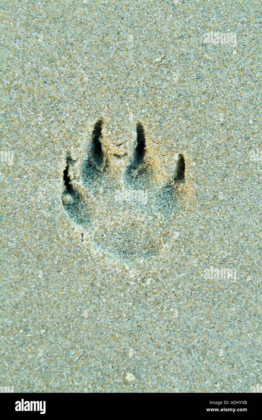 Dog Footprints in sand Banque D'Images