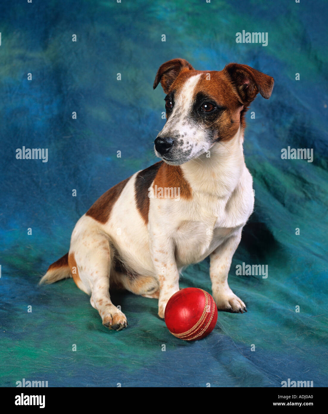 Jack Russell Terrier avec Balle de Cricket Banque D'Images