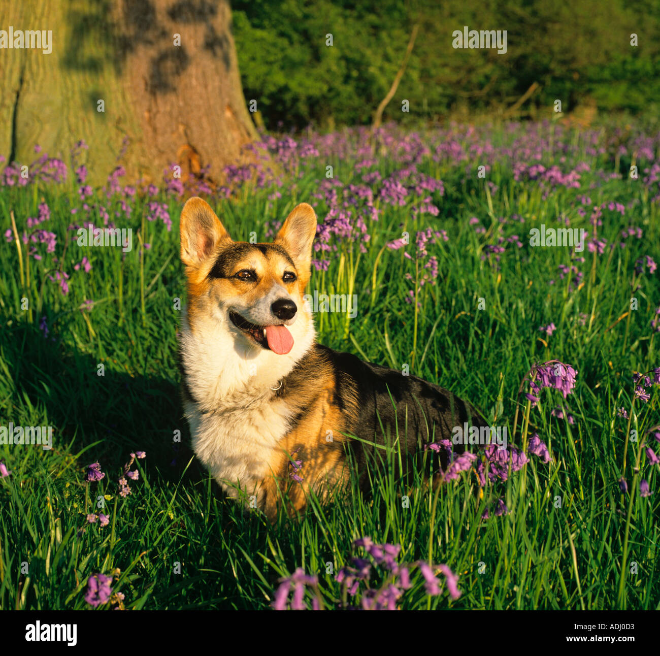 Portrait de Pembroke Welsh Corgi avec des bells bleus dans les bois Banque D'Images