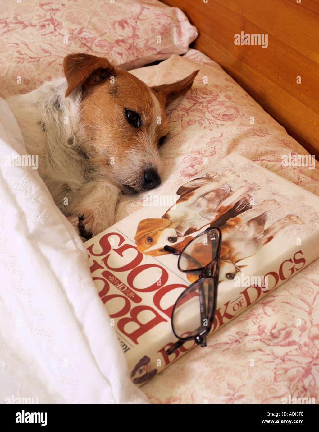 Jack Russell Terrier en propriétaire Bed Banque D'Images