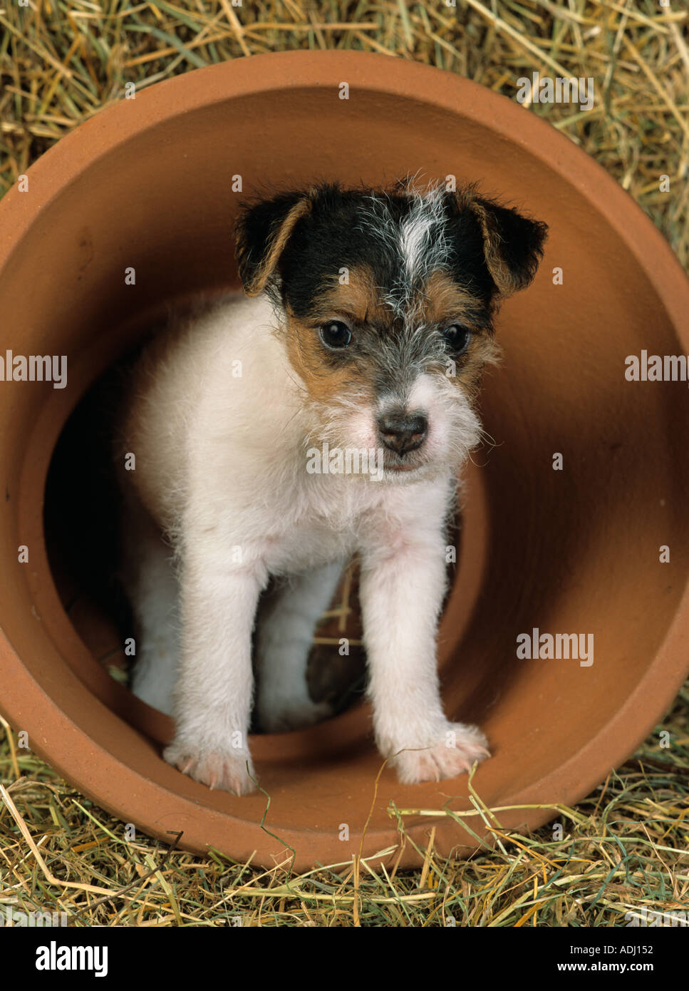 Jack Russell Terrier Puppy Banque D'Images