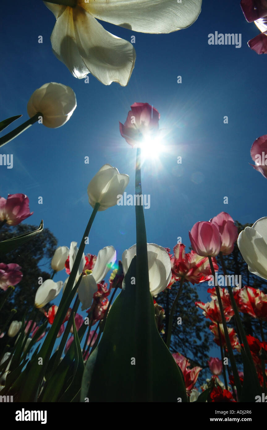 Vue vers le jardin d'une tulipe Banque D'Images