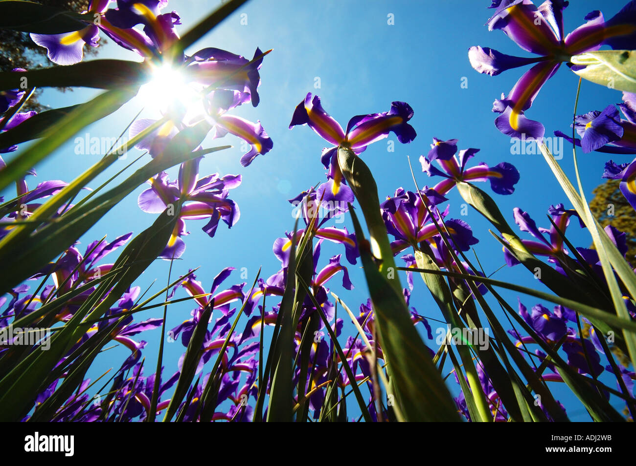 Iris prismatica dans un jardin d'herbes vivaces, passant de rhizomes rampants Banque D'Images