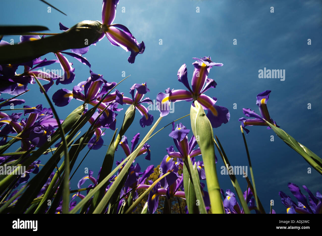 Iris prismatica dans un jardin d'herbes vivaces, passant de rhizomes rampants Banque D'Images