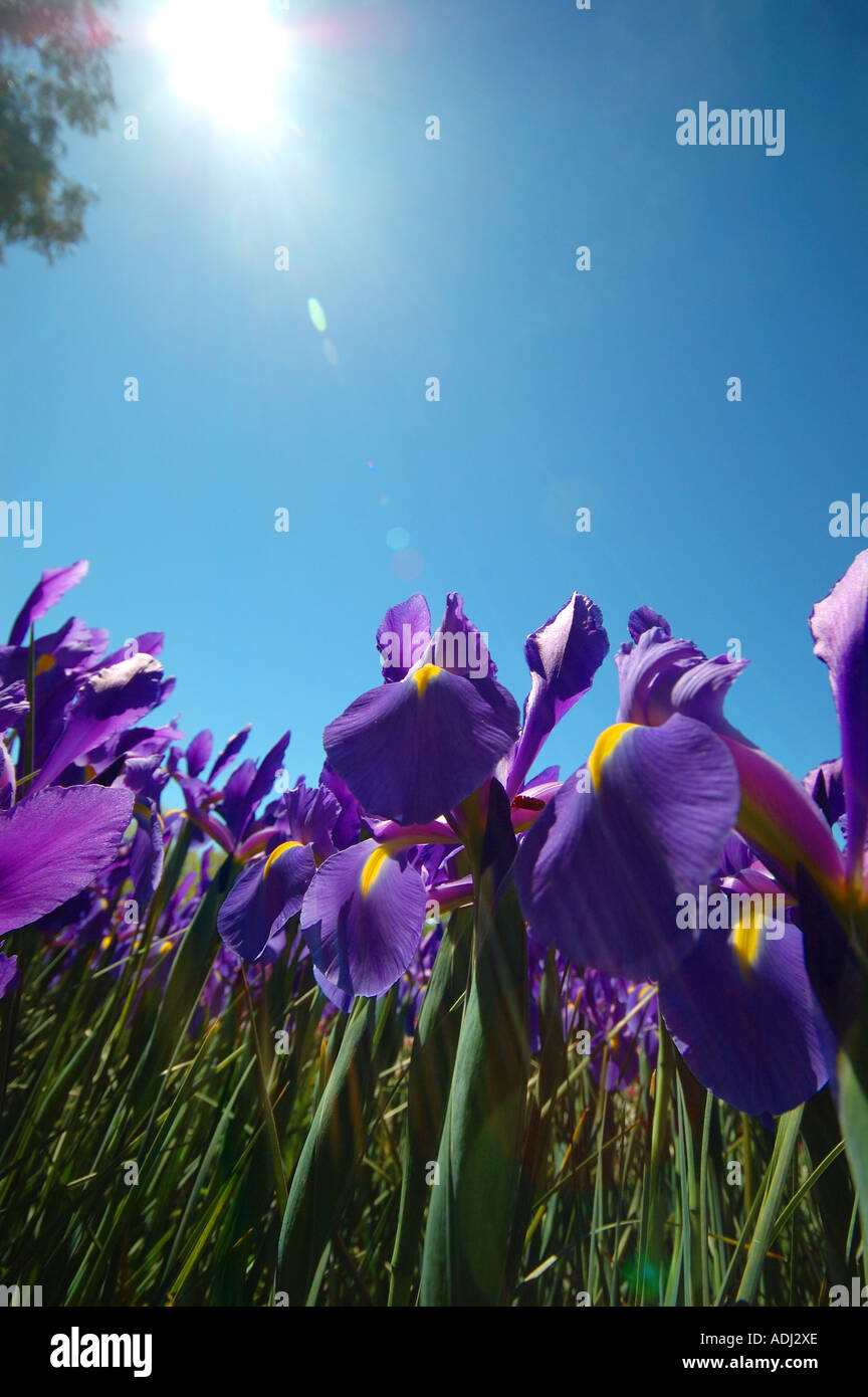 Iris prismatica dans un jardin d'herbes vivaces, passant de rhizomes rampants Banque D'Images