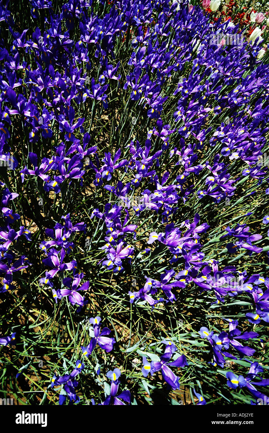 Iris prismatica dans un jardin d'herbes vivaces, passant de rhizomes rampants Banque D'Images