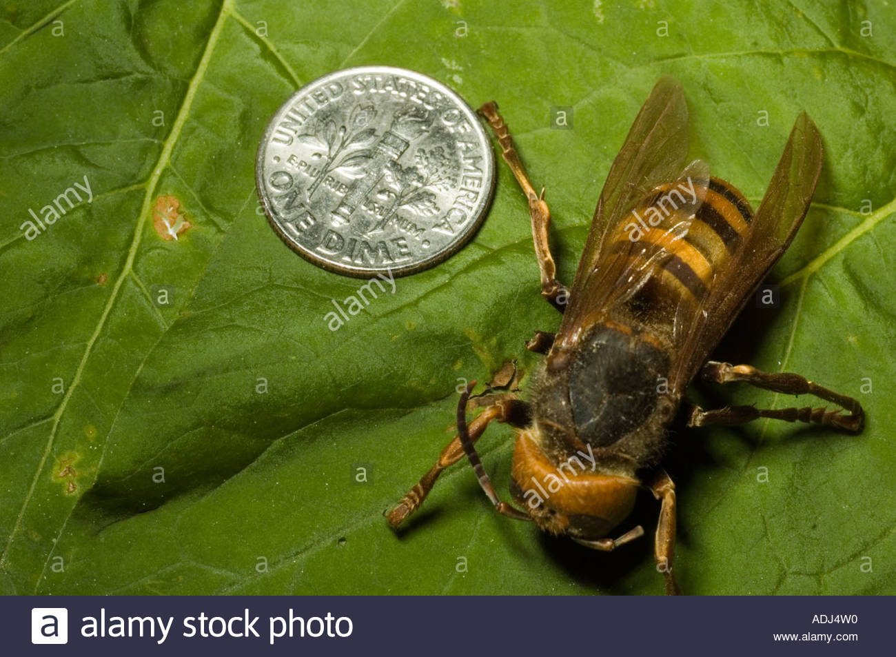 The Asian Giant Vespa Mandarinia Photos & The Asian Giant — free download