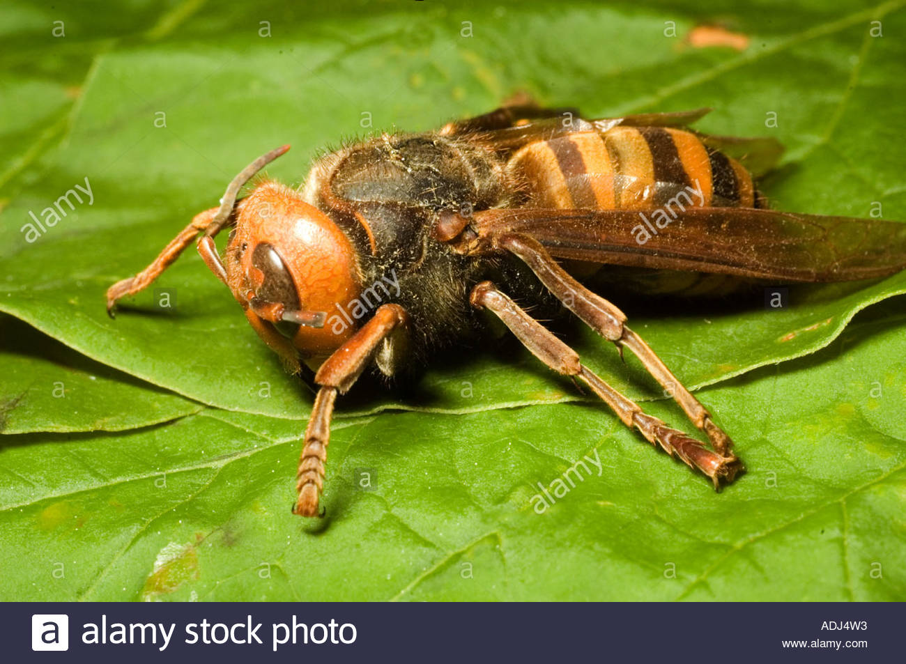 The Asian Giant Vespa Mandarinia Photos & The Asian Giant — free download