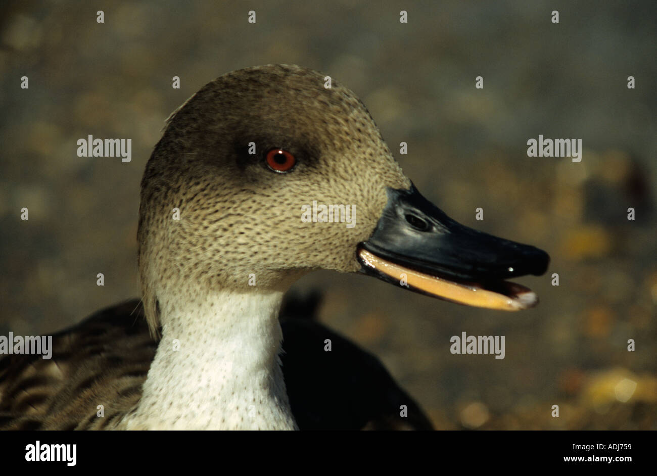 Canard huppé Banque D'Images