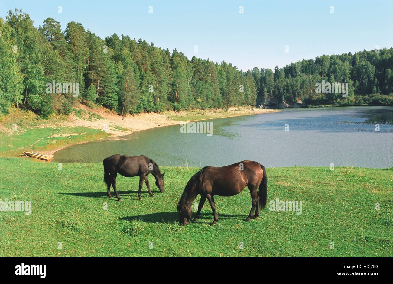 Le pâturage des chevaux à une rivière s'Altaï Russie banque Banque D'Images